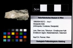 Foto (Objekt + Etikett) von Decapoda indet.  (NHMW-GEO-1990-0041-0372)